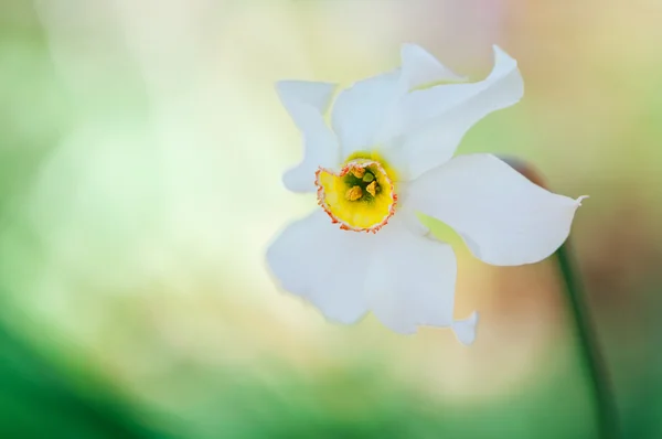 Narcissus poeticus — Stock Photo, Image