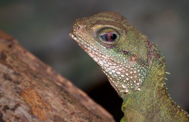 Yeşil dinlenmiş basilisk