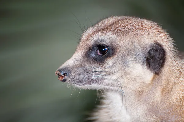 Erdmännchen — Stockfoto