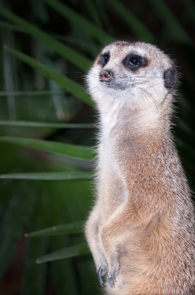 Meerkat. — Foto de Stock