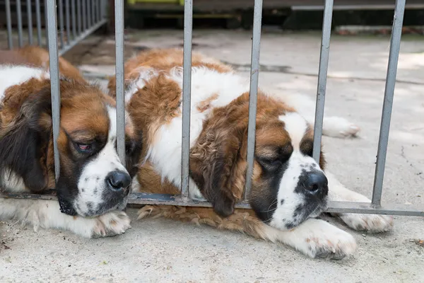 St. Bernard — Stockfoto