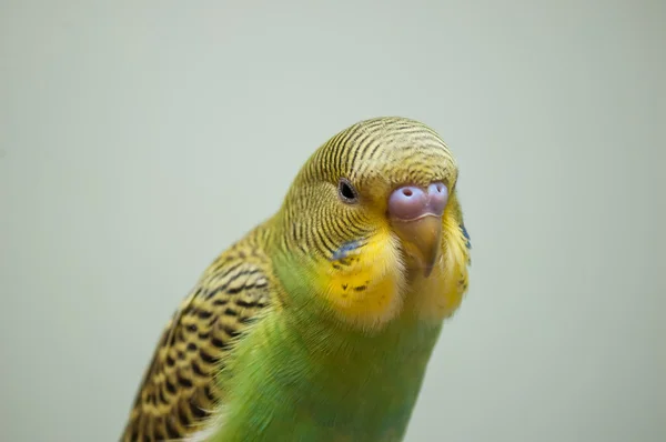 Muhabbet kuşu portre — Stok fotoğraf