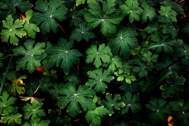Doğal yaratıcı ekoloji kavramı. Yapraklı yeşil çalı.