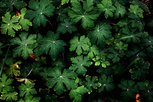 Doğal yaratıcı ekoloji kavramı. Yapraklı yeşil çalı.