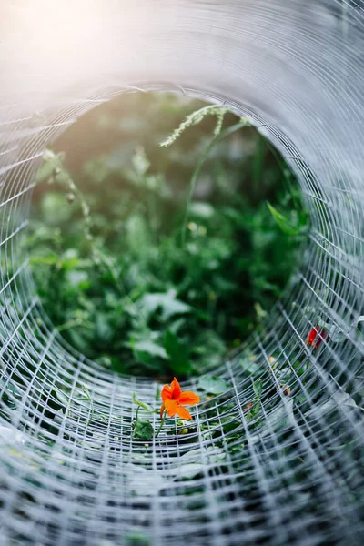 Çemberin içinde yeşilliğin arka planında bir çiçek. ekoloji