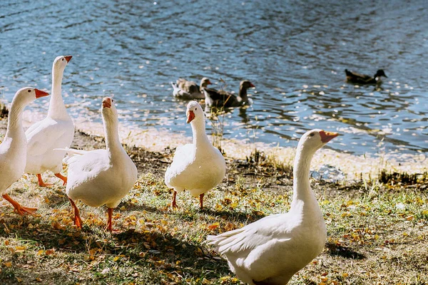 white domestic geese in the grass on the river bank.