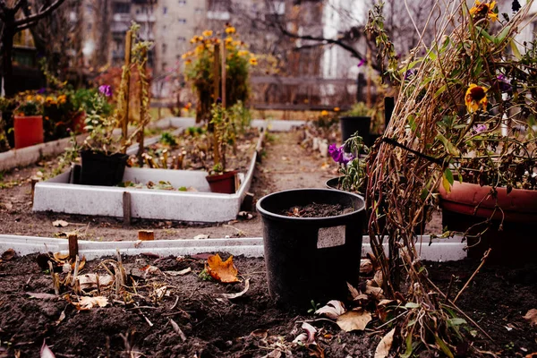 Kuraklık, buğday hasadı ölüyor. Susuz tarlalar. Dünya sıcaklıktan patladı. Çatlak toprağı kurutuyor. İklim değişikliği, çevre felaketi ve yeryüzündeki çatlaklar, tarım arazilerinin bozulması.