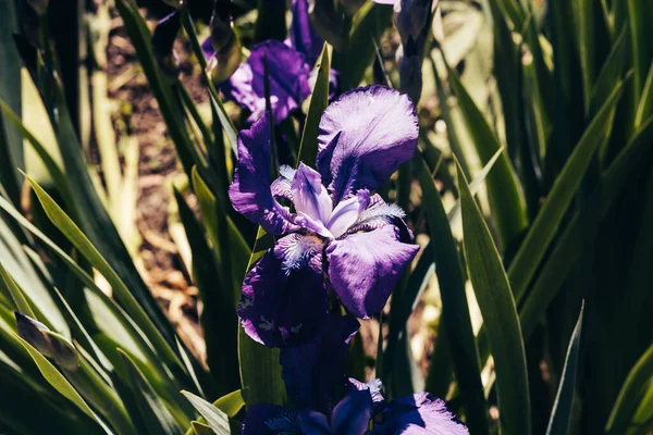 Yeşil yapraklı mor süsen çiçekleri. Iris Laevigata Çiçek Dükkanı. Seçici odaklanma. Açık havada.