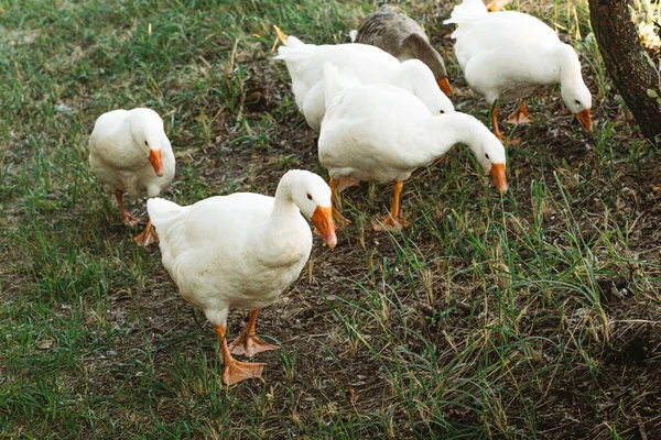 Geese graze on nature. White geese on a goose farm. Agriculture. A flock of geese. Outdoors. selective focus