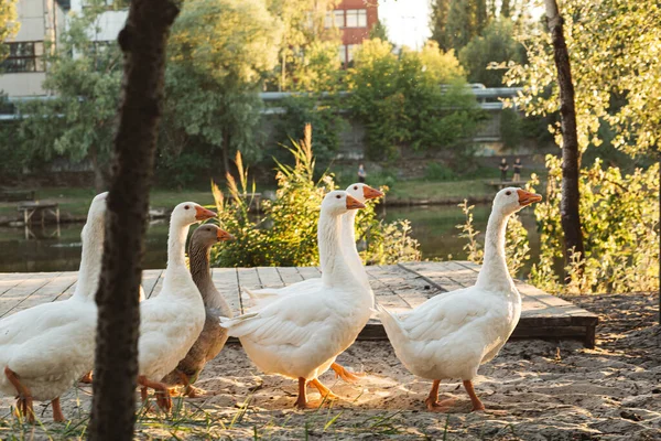 Geese graze on nature. White geese on a goose farm. Agriculture. A flock of geese. Outdoors. selective focus