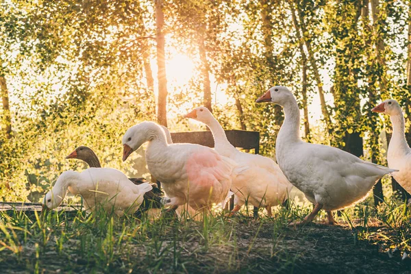 Geese graze on nature. White geese on a goose farm. Agriculture. A flock of geese. Outdoors. selective focus