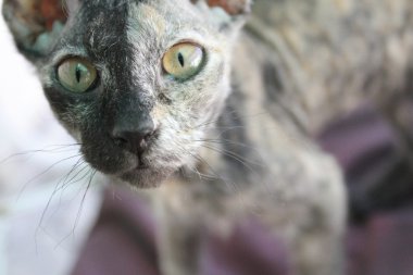 Yavru kedi