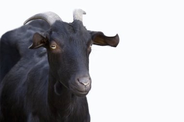 beyaz zemin üzerine keçi