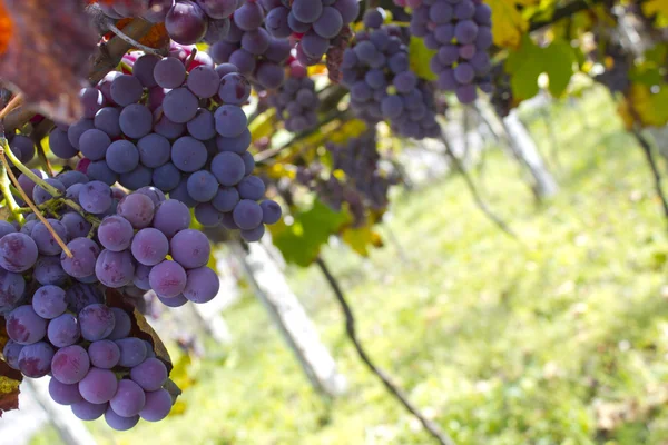 Beautiful vineyard — Stock Photo, Image