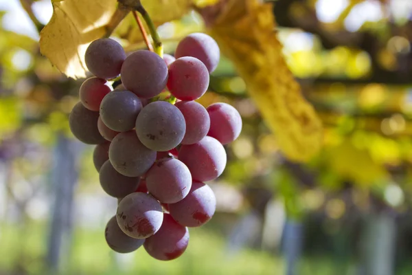 Um bando de uvas na vinha — Fotografia de Stock