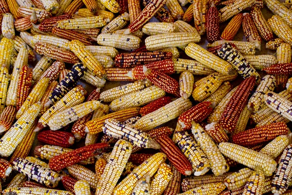 Maïs cobs textuur van verschillende kleuren — Stockfoto