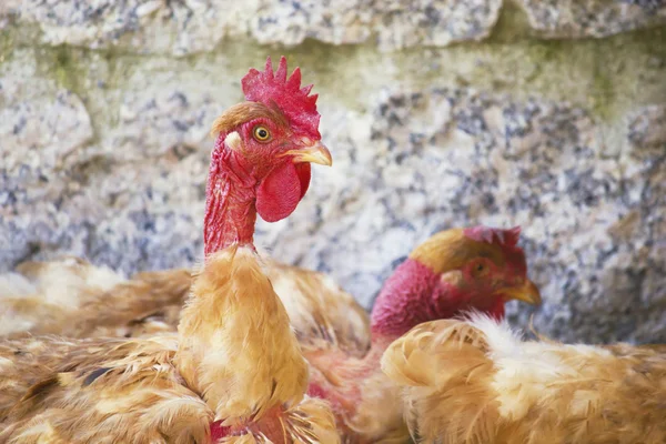 Gallina entre un grupo de gallinas — Foto de Stock