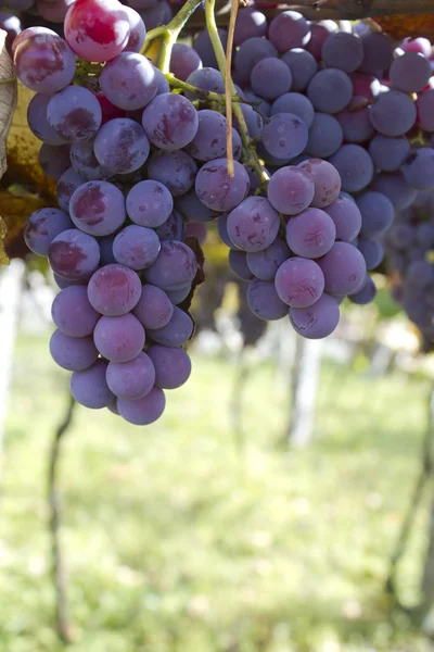 Vineyard grapes — Stock Photo, Image