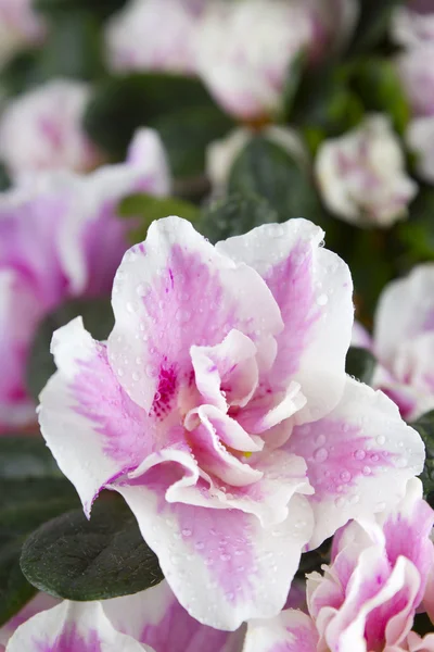 Nahaufnahme der Blüte azalia — Stockfoto
