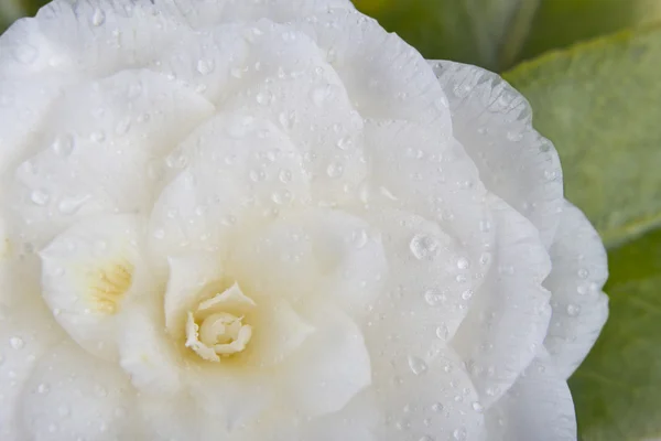 Квітка Camelia під дощем — стокове фото