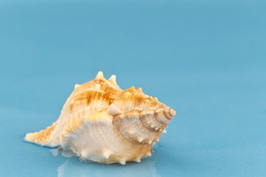 mavi zemin üzerine küçük deniz salyangoz