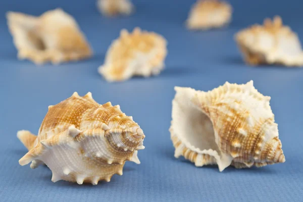 Grupo de caracoles de mar — Foto de Stock