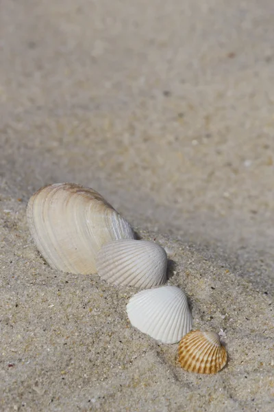 Group of shells on the sand — Stock Photo, Image