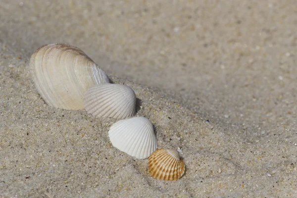 Group of shells at the beach — Stock Photo, Image