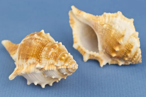 Dos caracoles de mar — Foto de Stock