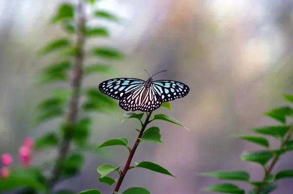 Braun-weißer Schmetterling mit blauen Flecken auf einem Zweig mit Blume. Stockbild