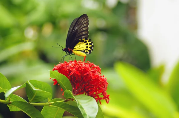 Papillon noir-jaune assis sur un plieur rouge avec un fond clair . — Photo