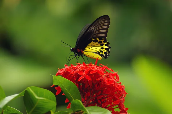 Big black with yellow butterfly on a red flower. Royalty Free Stock Images