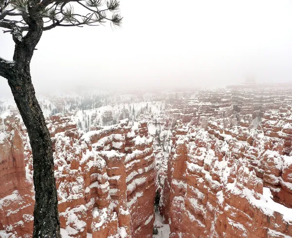 Bryce Canyon dans la neige — Photo