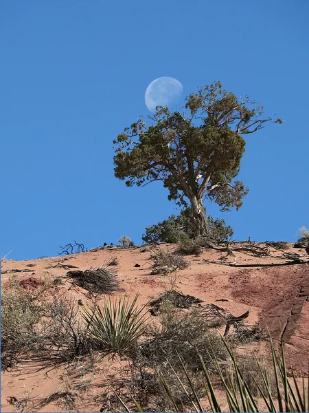 Drzewo pustyni i księżyc — Zdjęcie stockowe