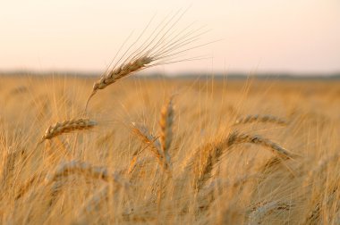 Altın wheat10