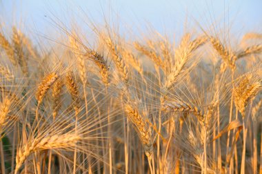 Altın wheat06