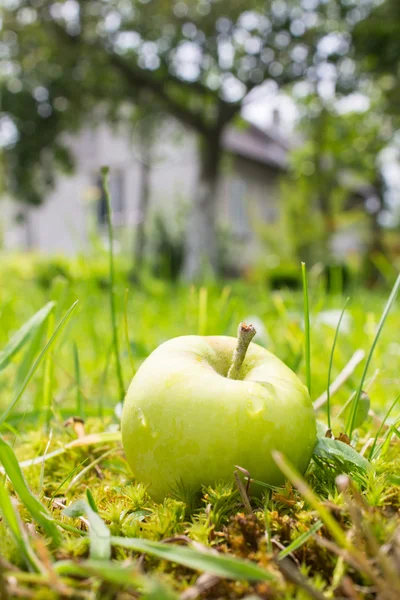 Wet green - yellow apple lying in green grass near tree in garde — Stock Photo, Image