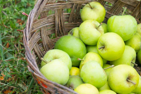 Apples in basket — Stock Photo, Image