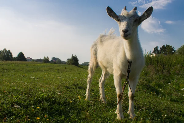 Bílá koza chůva — Stock fotografie