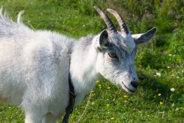 Weiße kleine Ziegenmädchen — Stockfoto