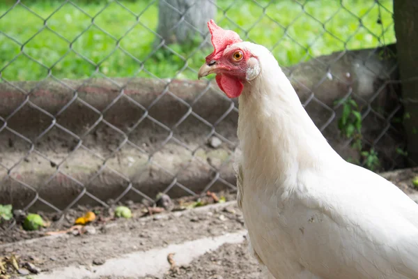 Thin white chicken