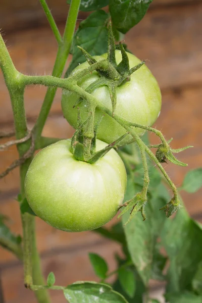Groene tomaat groeien — Stockfoto