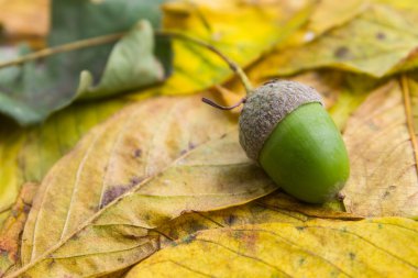 Palamut yaprak üzerinde