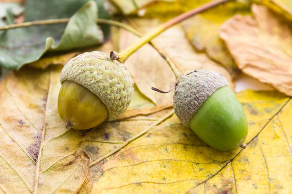 Two acorns — Stock Photo, Image