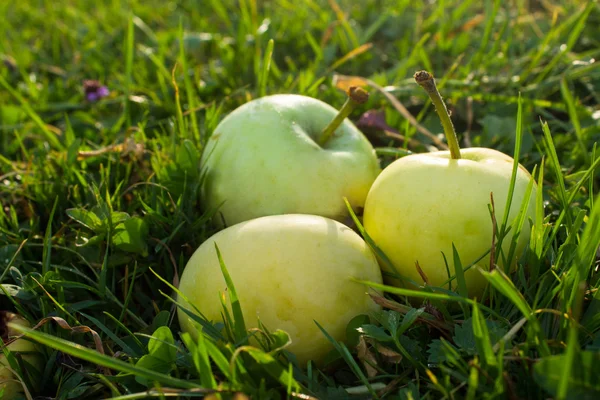 Trois pommes dans l'herbe — Photo