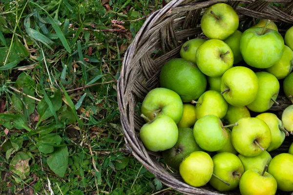 Green apples in basket — Stock Photo, Image