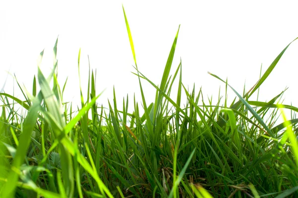 Grass on white background — Stock Photo, Image