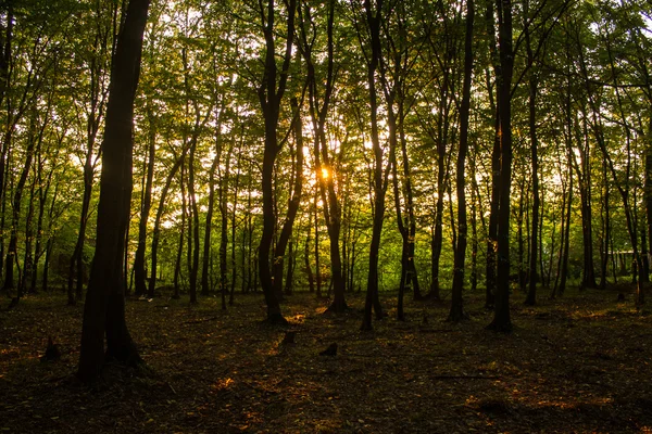 Sole nel bosco — Foto Stock