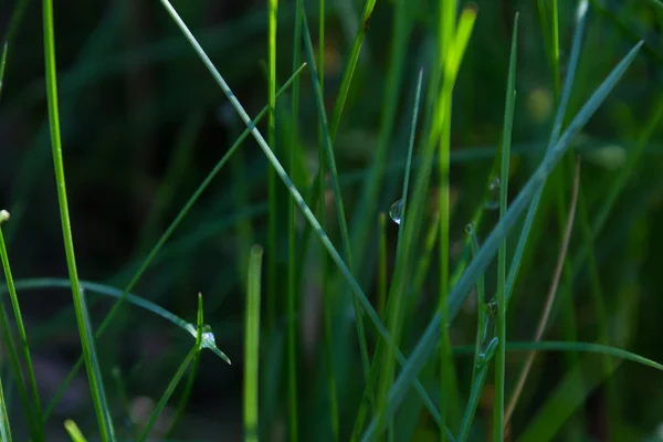 绿草与露水背景 — 图库照片