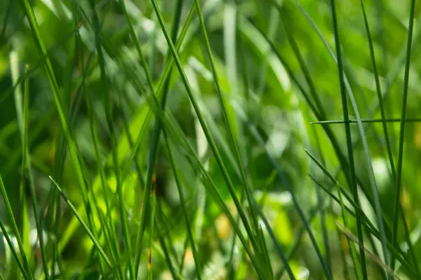 Grass blade background — Stock Photo, Image